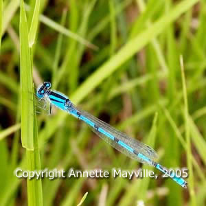 Picture of Common Spreadwing