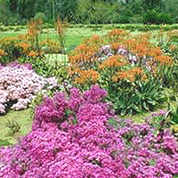 Flowers at Arboretum