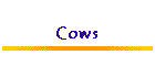 Cows