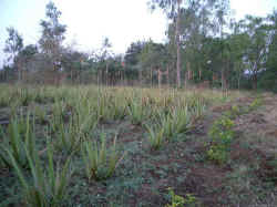 IMGP0158.jpg (87285 bytes)