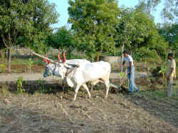 Plough2.jpg (95787 bytes)