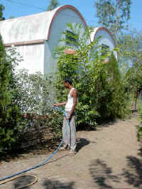 Rajuwat2.jpg (80723 bytes)