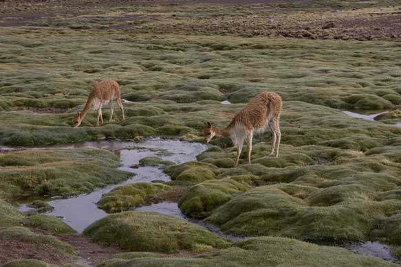 Parco Nazionale Lauca