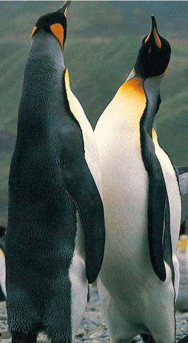 what the heck are these penguins doing.??
