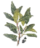 bay laurel