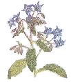 borage