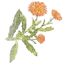 calendula