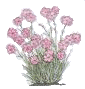 carnation