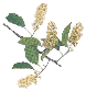 chokecherry