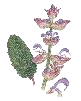 clary sage