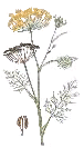fennel