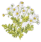 feverfew