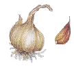 garlic