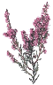 heather