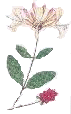 honeysuckle