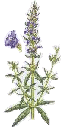 hyssop