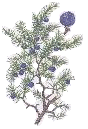juniper