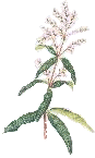 lemon verbena