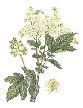 meadowsweet