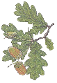 oak and acorn