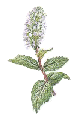 peppermint