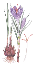 saffron