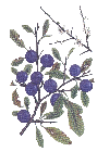 sloe berries