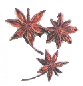 star anise