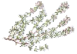thyme