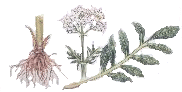 valerian