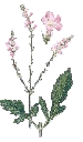 vervain