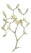 mistletoe