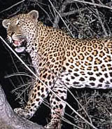 Imagen Leopardo