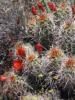 Claret Cup Cactus