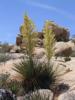 Yucca
