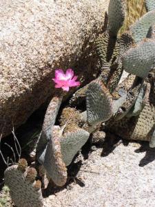Beavertail Cactus