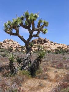 Joshua Tree