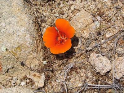 Desert Mariposa Lily