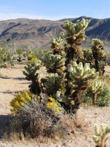 Cholla Teddybear Cactus