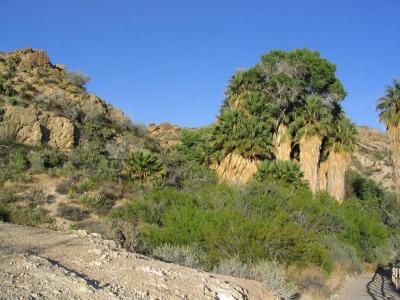 Cottonwood Spring Oasis
