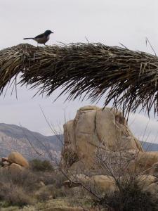 Bird on a joshua tree