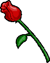 Red Rose