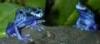 Blue Frogs