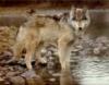 Wolf Near Water
