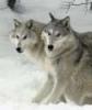Snowbound Wolves