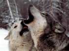 Howling Wolves