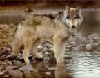 Wolf Near Water