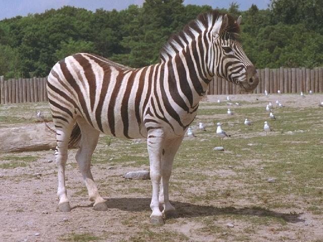 Zebra
