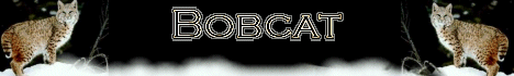 Bob Cat Click Here