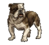 Bulldog